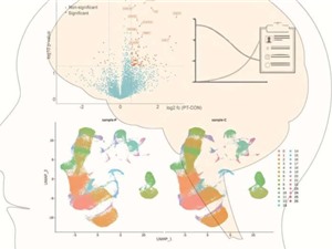Trầm cảm liên quan đến mất cân bằng hệ miễn dịch